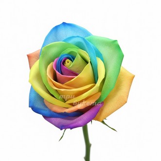 Радужная роза