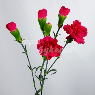 Розовая кустовая гвоздика Скайуокер