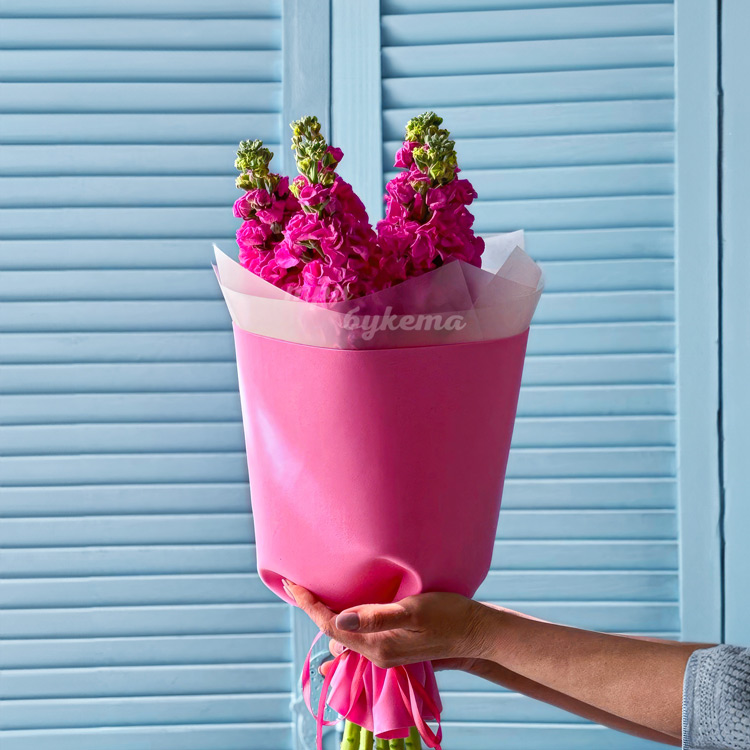 Яркий букет из 5 розовых маттиол (в руке флориста)